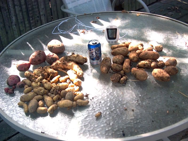 Planting grocery store potatoes... Homesteading Forum